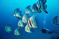 PNG-New Brit. Walindi - Batfish - COMPOSING > diver Nik.RS by Manfred Bail 
